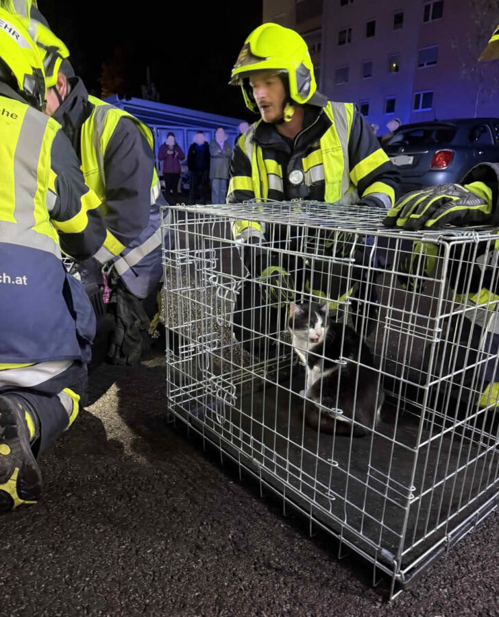 Dramatischer Balkonbrand in Villach, 2 Katzen durch die Feuerwehr gerettet.