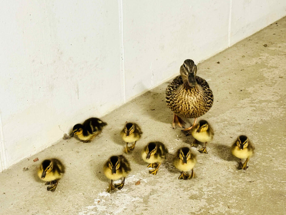 Rettung einer Entenfamilie