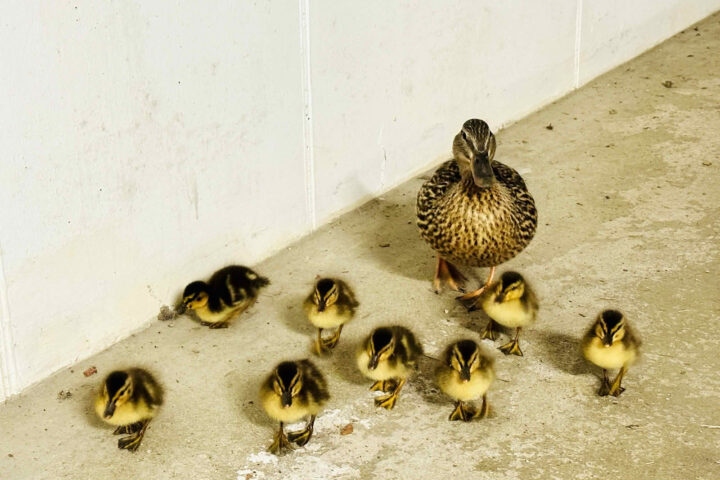 FF Oberndorf: Rettung einer Entenfamilie