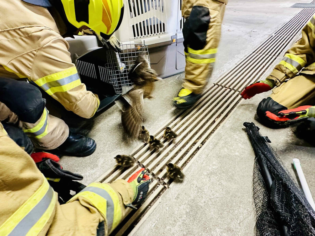 Rettung einer Entenfamilie