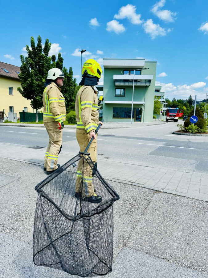 Rettung einer Entenfamilie