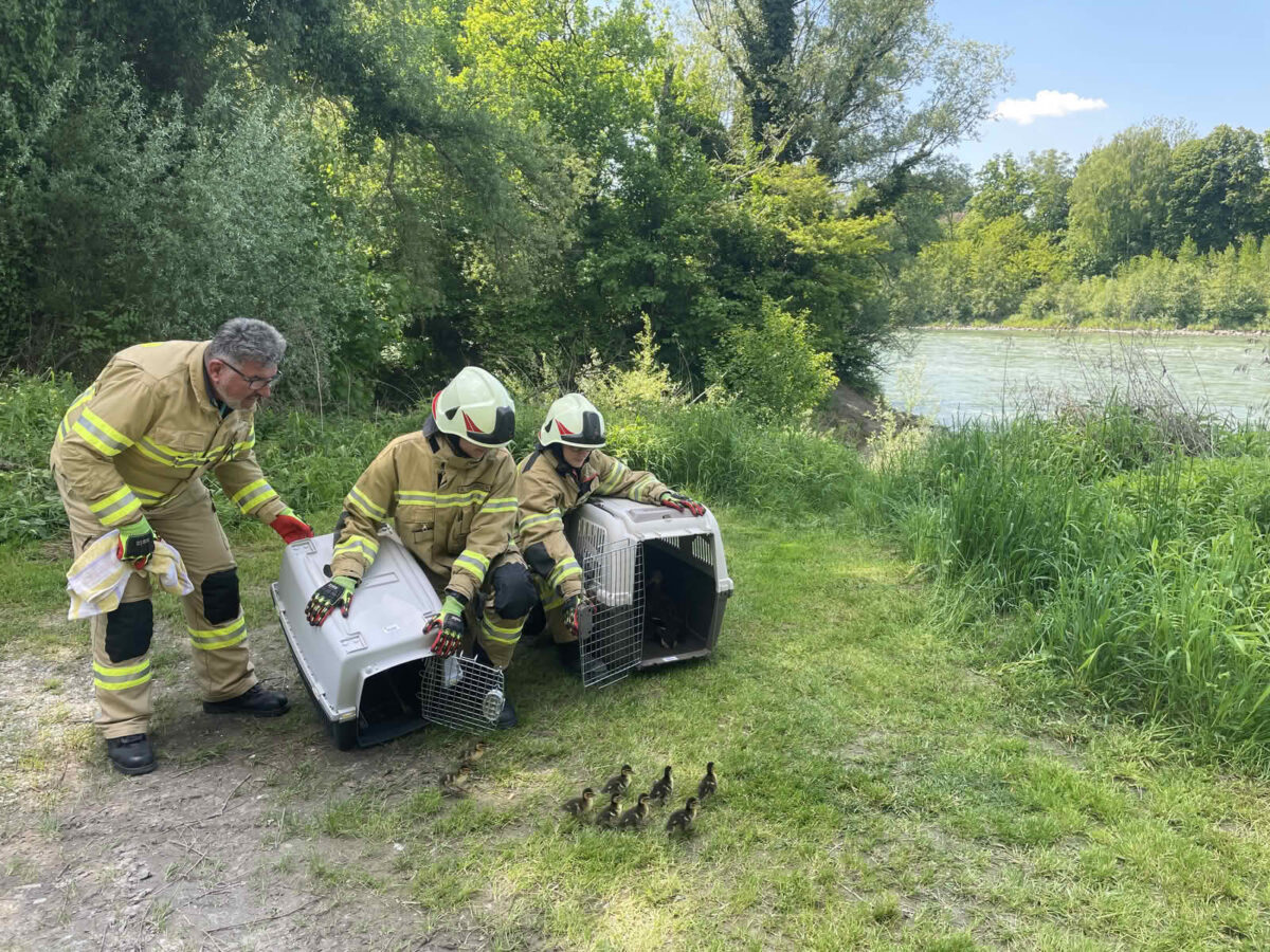 Rettung einer Entenfamilie