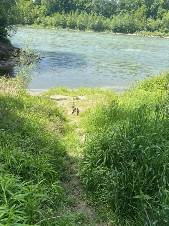 Rettung einer Entenfamilie