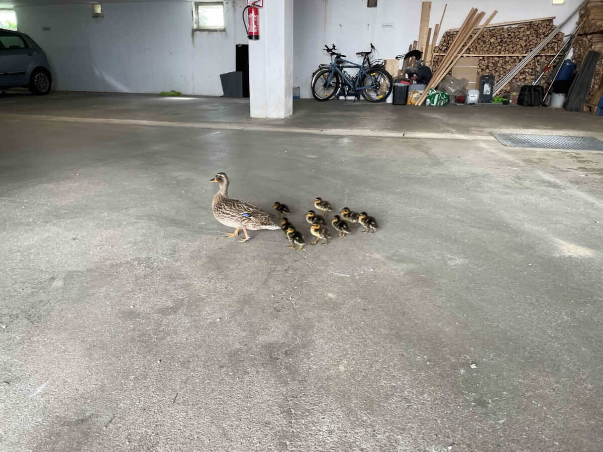 Rettung einer Entenfamilie