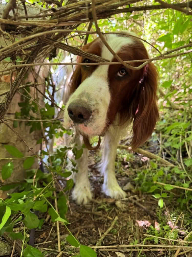 Hund Filli gerettet