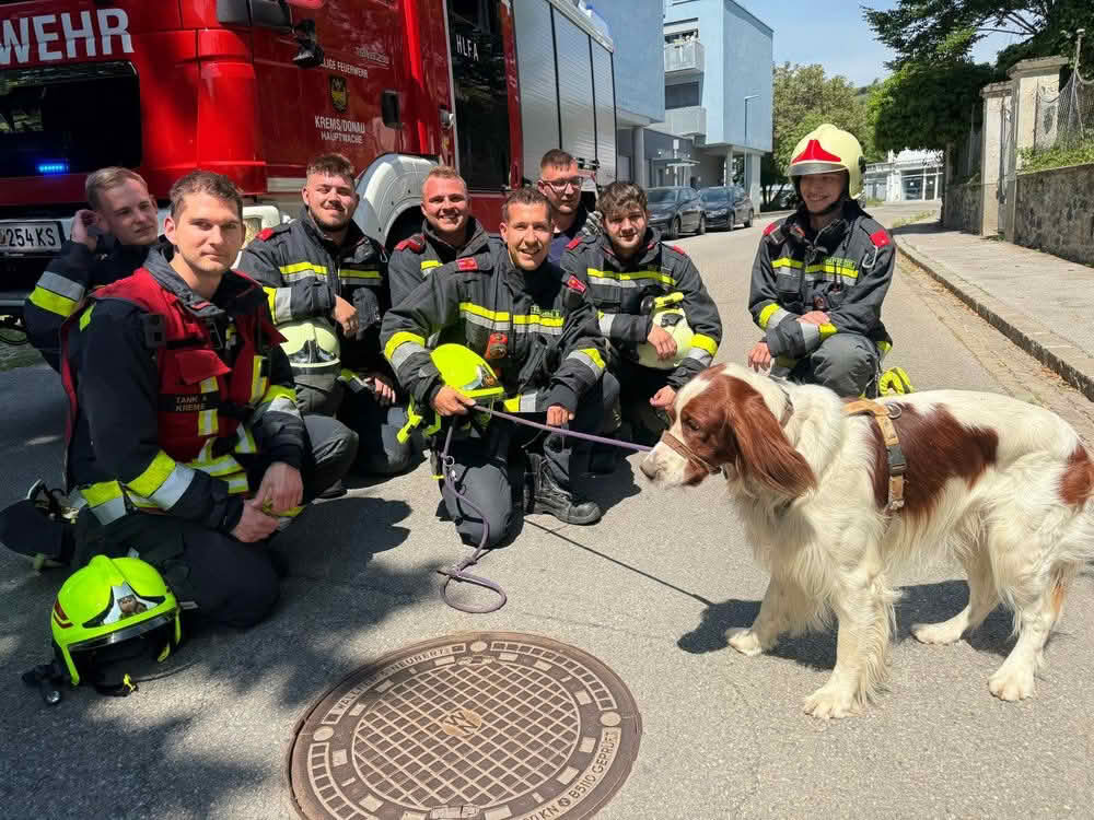FF Krems: Hund Filli gerettet