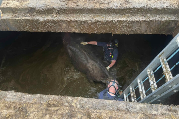 AFKDO Bad Mitterndorf: Morgentliche Tierrettung der FF Neuhofen