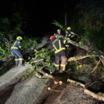 FF Lauffen: Umgestürzter Baum