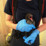 FF Biedermannsdorf: Junge Nebelkrähe aus Kaminrohr gerettet