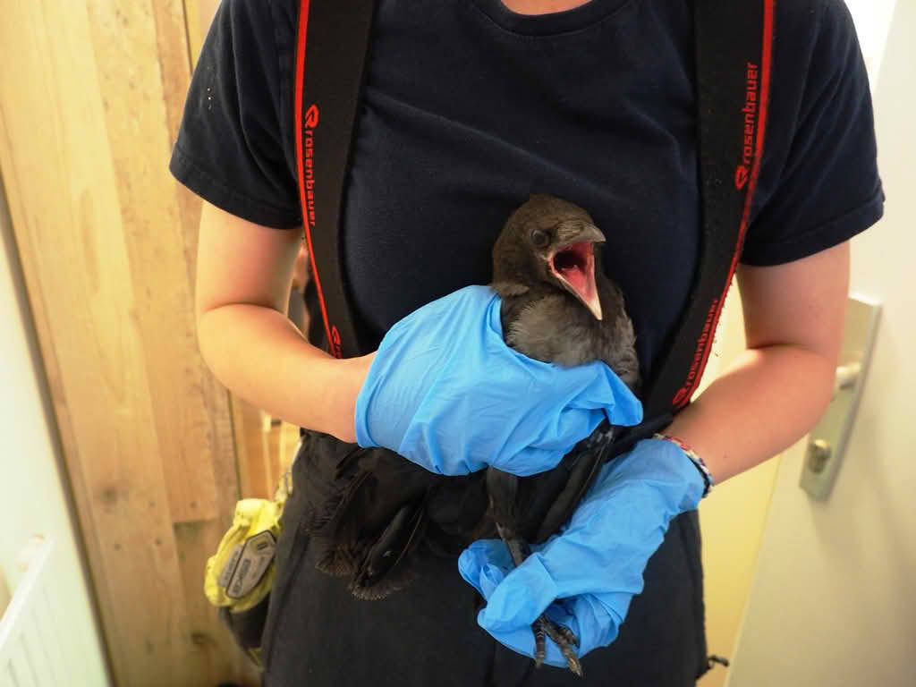 FF Biedermannsdorf: Junge Nebelkrähe aus Kaminrohr gerettet