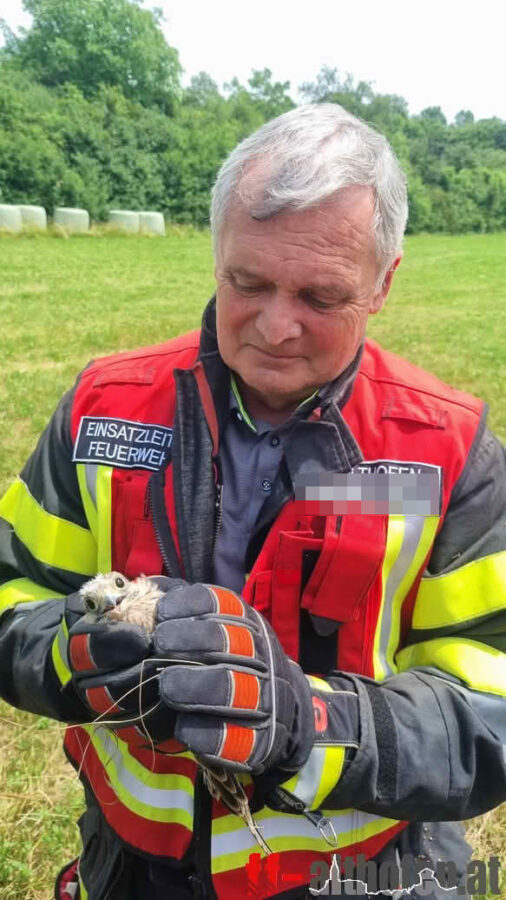 Turmfalke und Igel gerettet