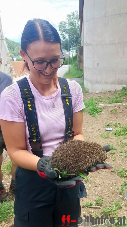 Turmfalke und Igel gerettet