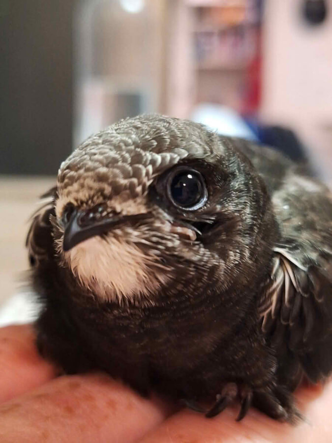 Feuerwehrfamilie pflegt jungen Mauersegler gesund