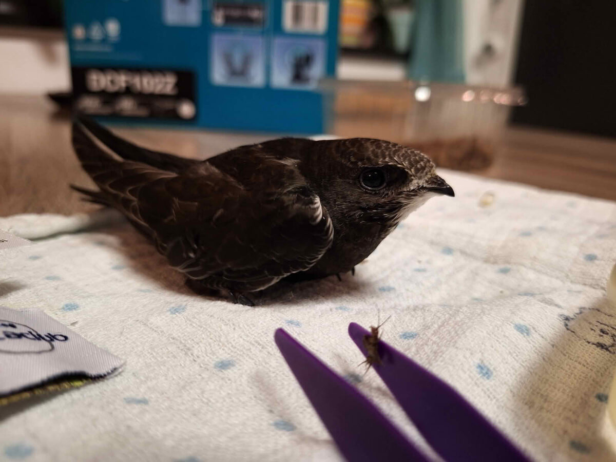 Feuerwehrfamilie pflegt jungen Mauersegler gesund