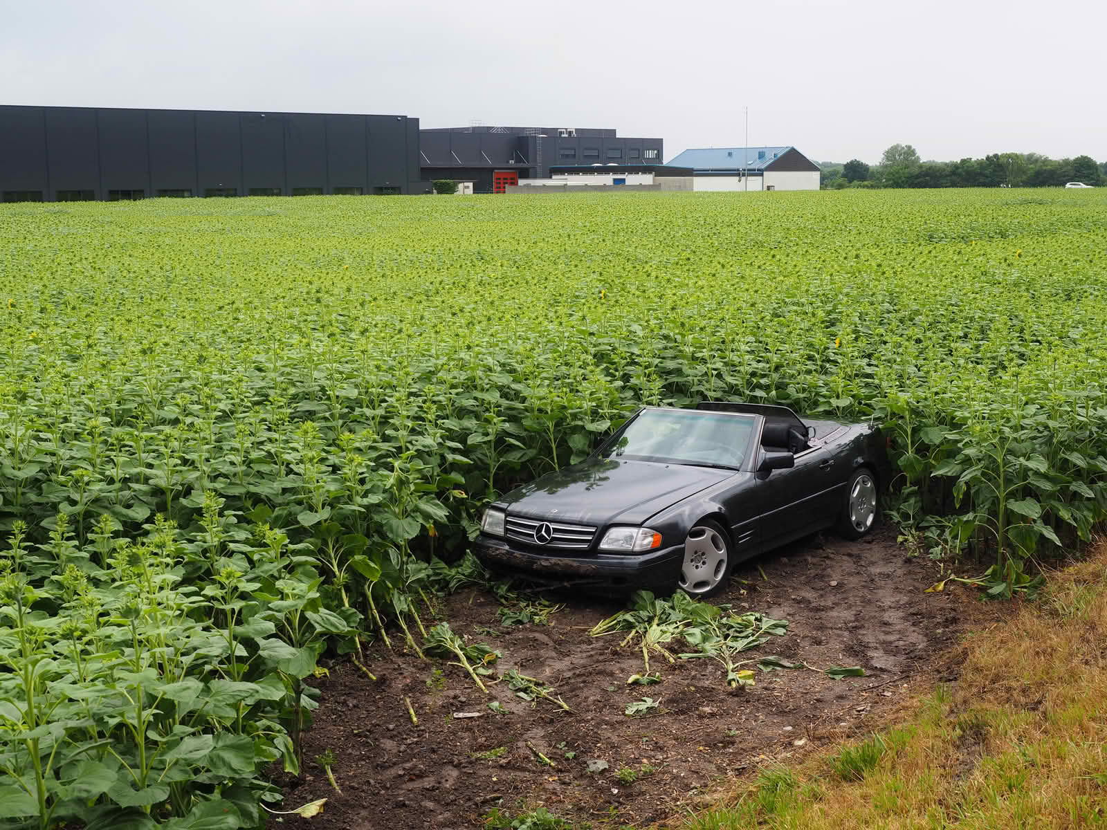 FF Biedermannsdorf: Probefahrt endet in Sonnenblumenfeld