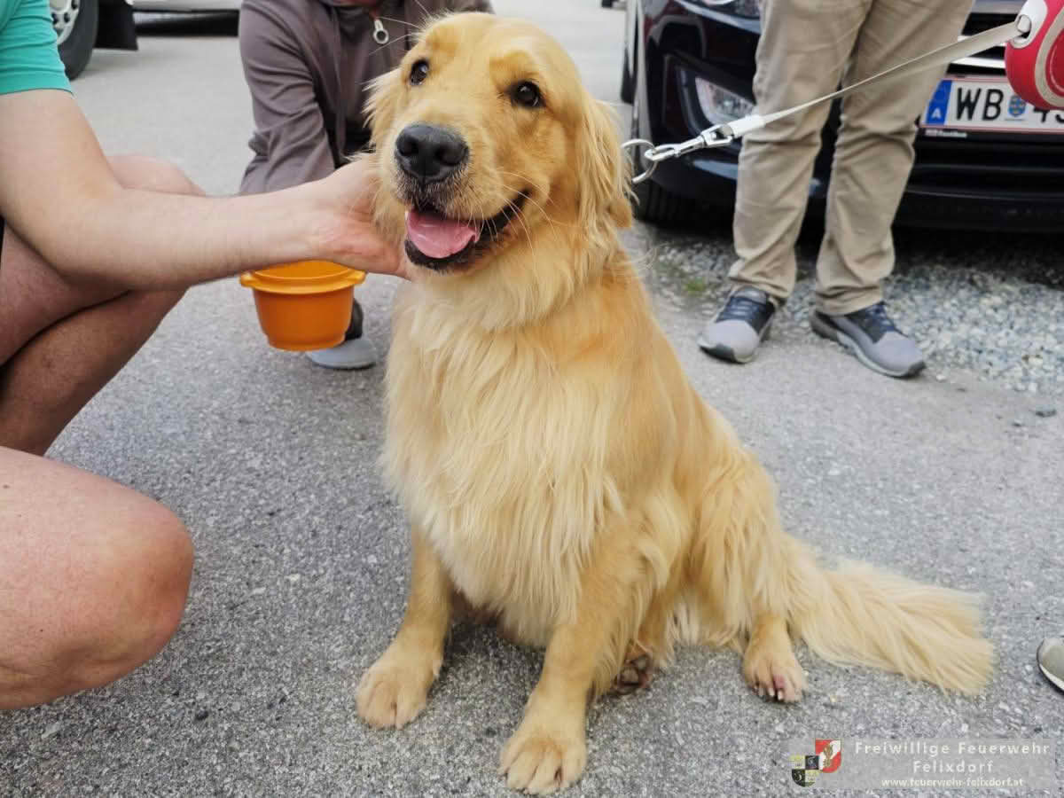 FF Felixdorf: Glückliches Ende für einen Vierbeiner
