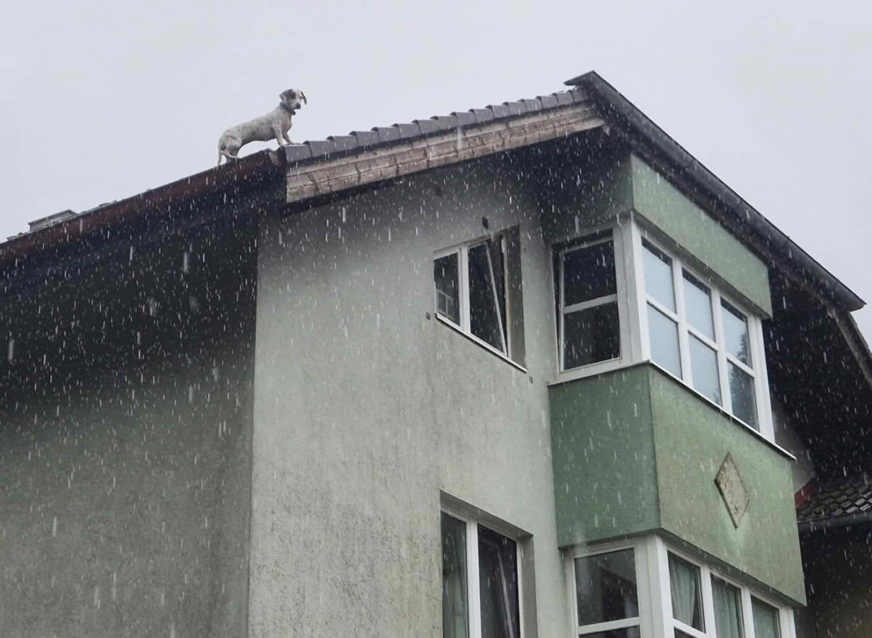 Feuerwehr rettet Hund von Dach