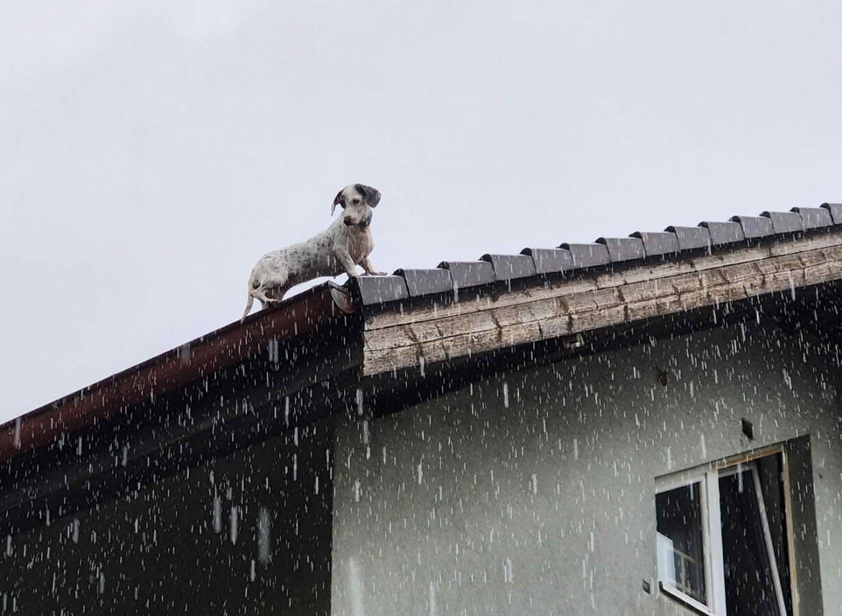 Feuerwehr rettet Hund von Dach