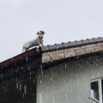 BFKDO Baden: Feuerwehr rettet Hund von Dach einer Wohnhausanlage