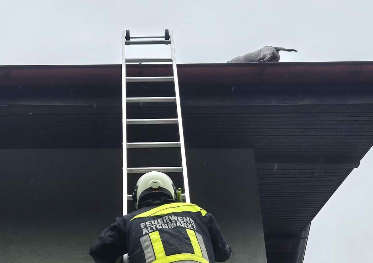 Feuerwehr rettet Hund von Dach