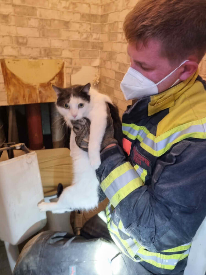 Eingeklemmte Katze in Installationsschacht