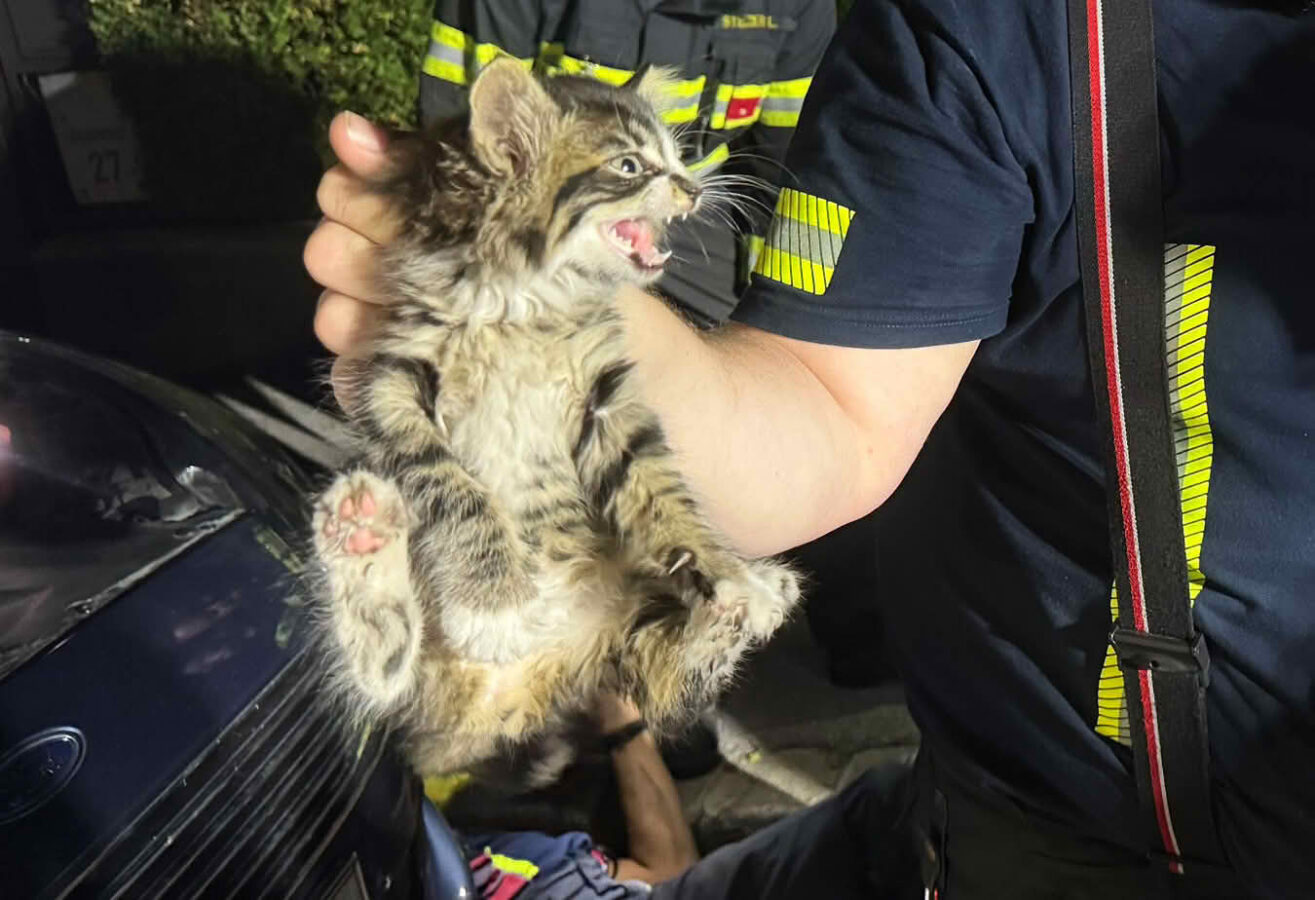 Feuerwehr befreit Babykatze aus Motorraum