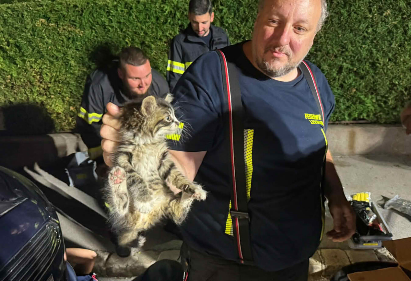 Feuerwehr befreit Babykatze aus Motorraum