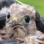 BFV Leoben: Junger Turmfalke gerettet