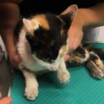 HFW Villach: Katze aus Abwasserrohr befreit