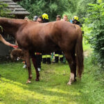 Großes Tier (Pferd) in Notlage