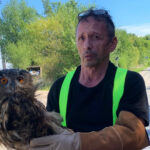 Uhu von Autobahn gerettet