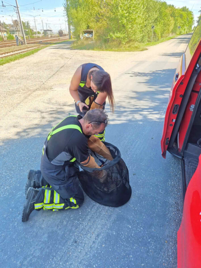 FF Parndorf: Uhu von Autobahn gerettet 7 Der Uhu noch im Netz