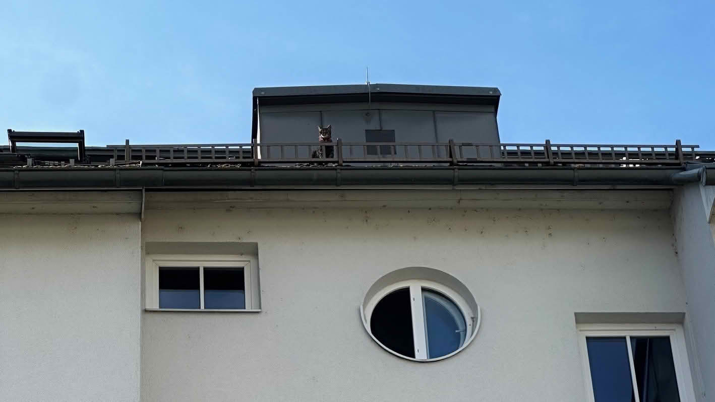 HFW Villach: Kater mittels Feuerwehrdrehleiter gerettet 6 Katze am Hausdach