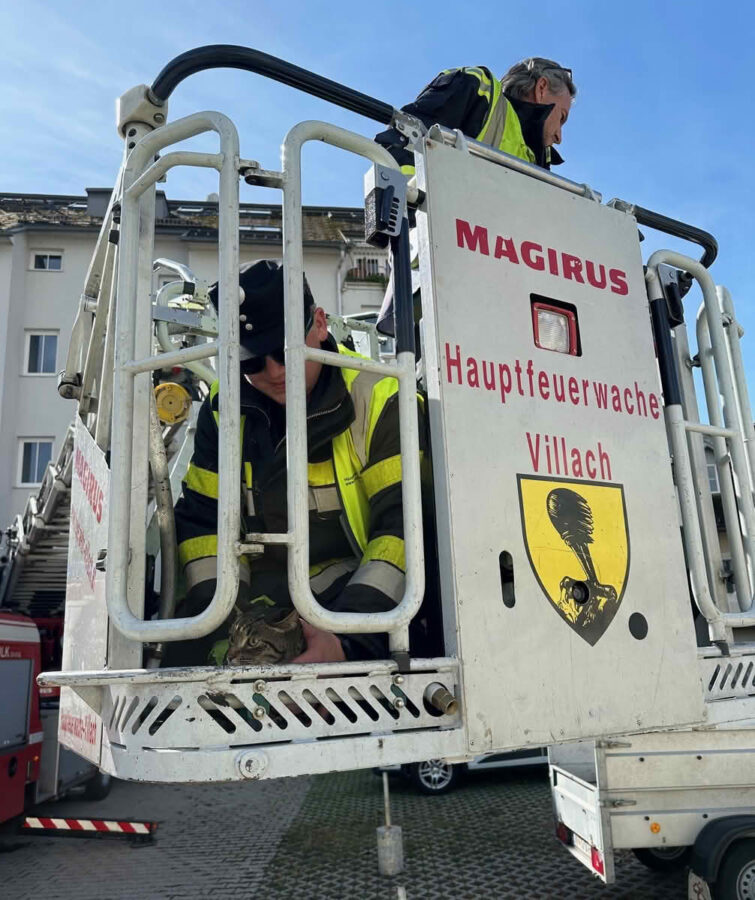 HFW Villach: Kater mittels Feuerwehrdrehleiter gerettet 5 Katze nach Rettung im Drehleiterkorb