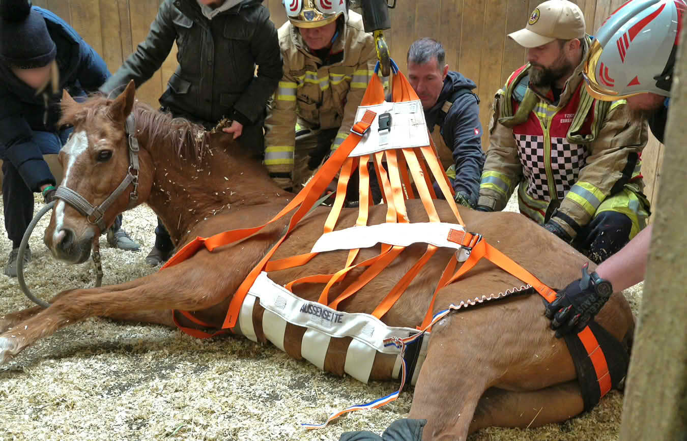 BFKDO Baden: Pferd benötigte am Welttierschutztag Hilfe