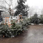 FF Bad Ischl: Start Christbaumverkauf