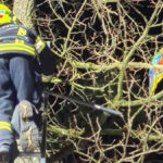 FF Pasching: Exotischer Gast sorgte für ungewöhnlichen Einsatz