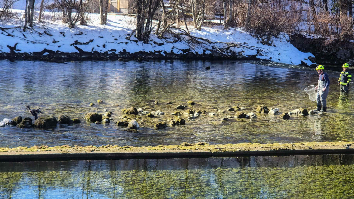 Tierrettung aus dem Traunfluss