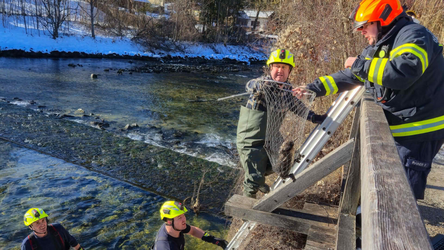 Tierrettung aus dem Traunfluss