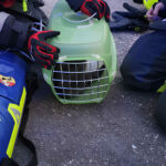 HFW Villach: Katzenrettung – Heimrauchmelder verhindert Schlimmeres