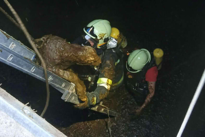 BFKDO Baden: Neugeborene Kälber aus Güllegrube gerettet