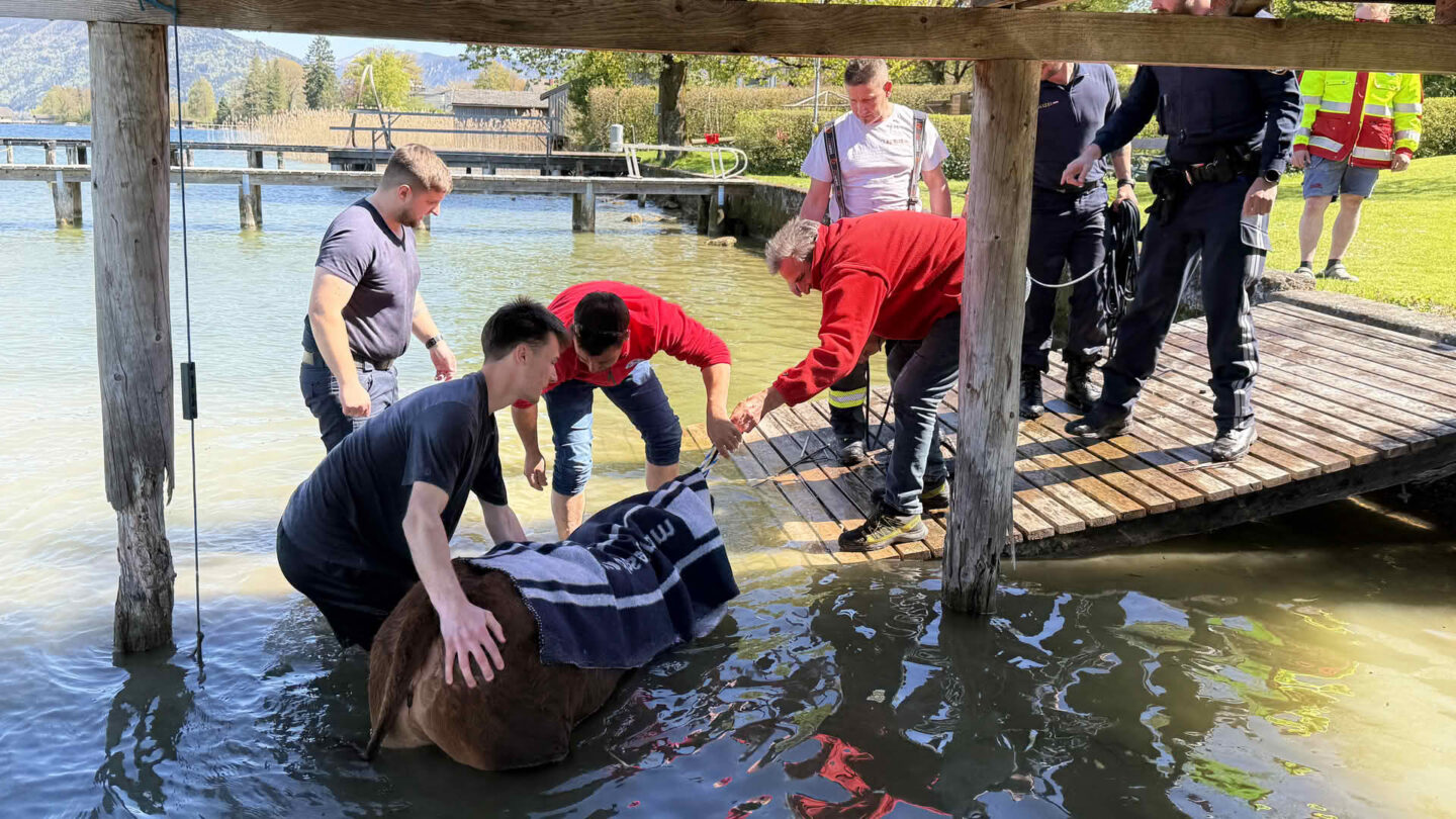 Kuh eröffnet Badesaison