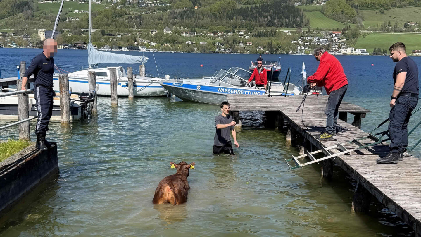 Kuh eröffnet Badesaison