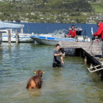 FF Mondsee: Kuh eröffnet Badesaison im Mondsee
