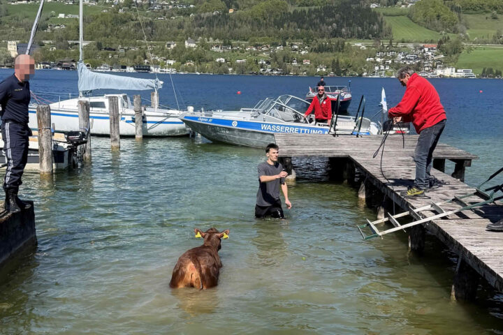 FF Mondsee: Kuh eröffnet Badesaison im Mondsee