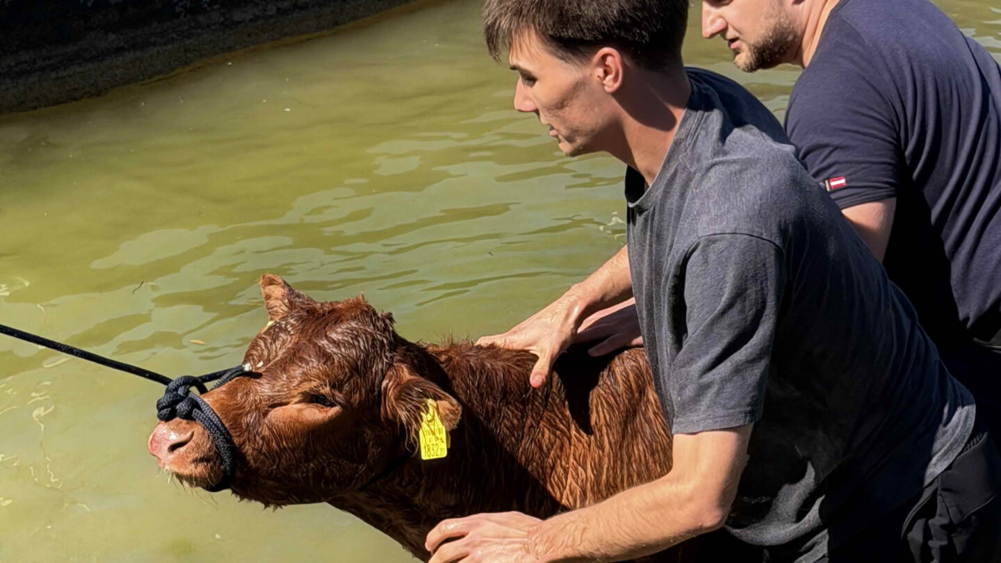 Kuh eröffnet Badesaison