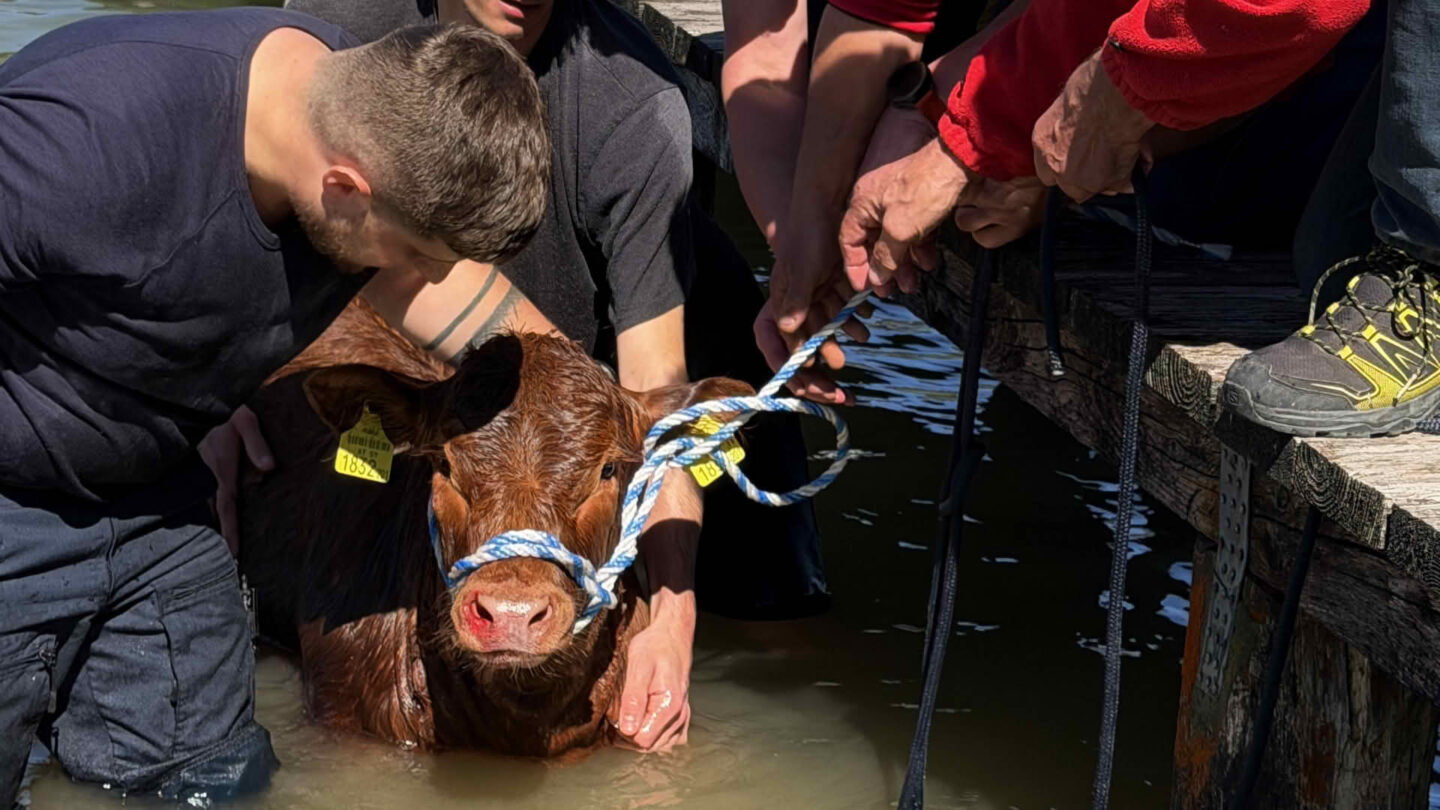 Kuh eröffnet Badesaison