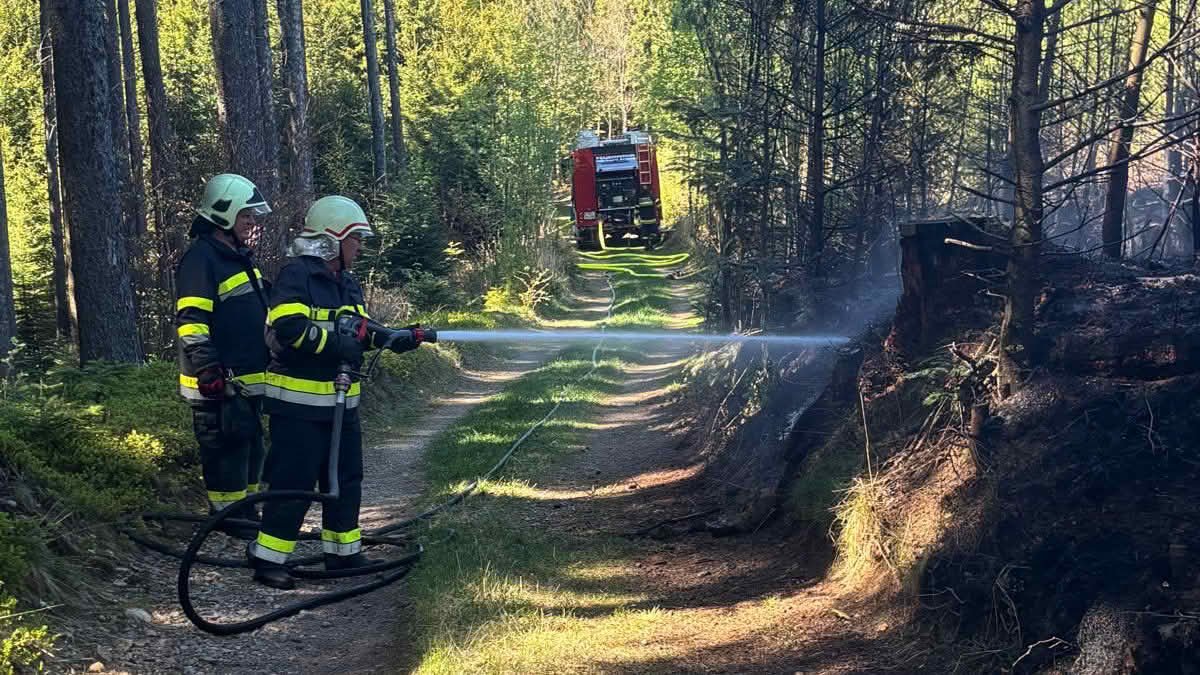 BFKDO Wiener Neustadt: Waldbrand in Krumbach