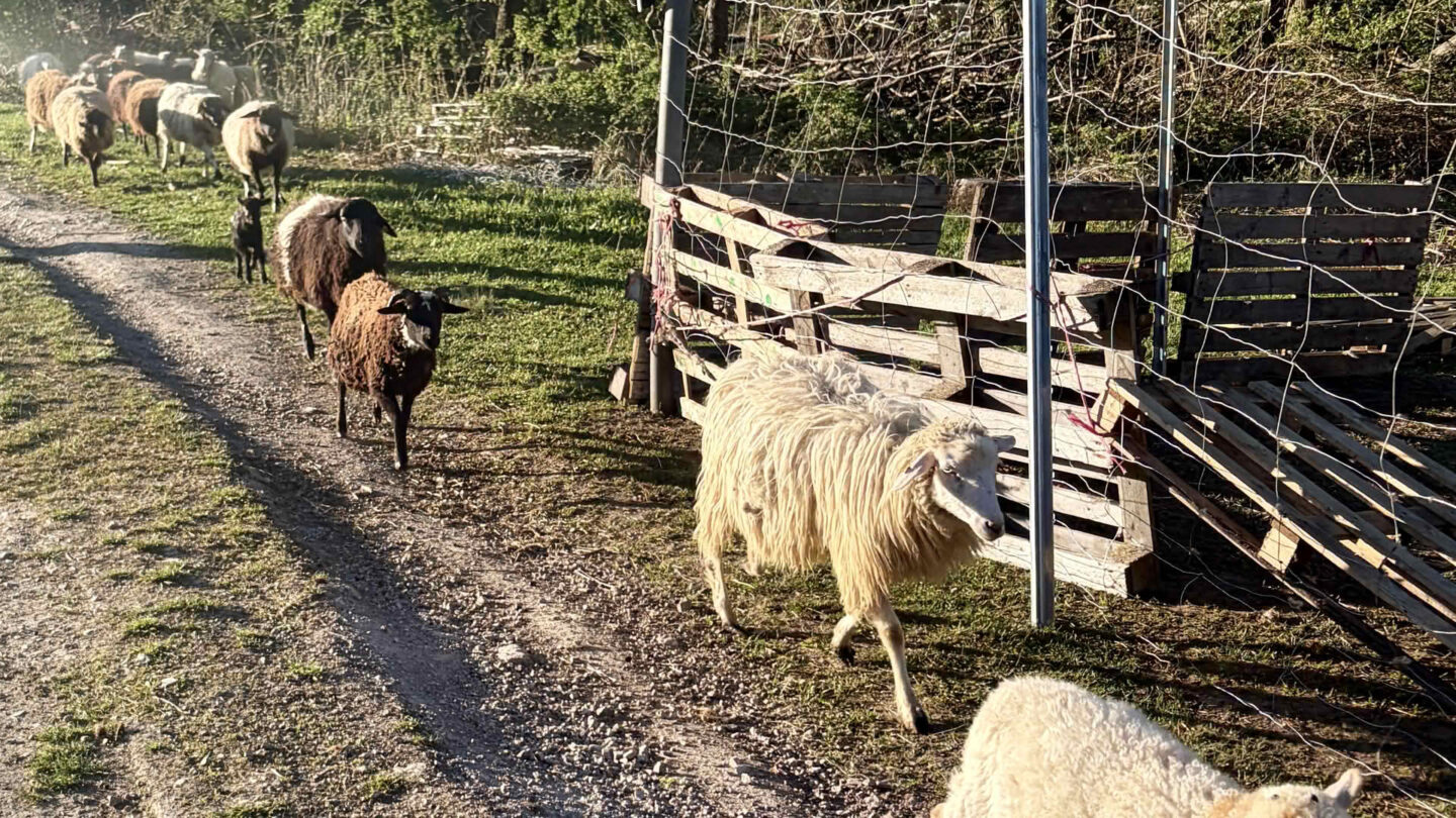 200 Schafe auf Abwegen