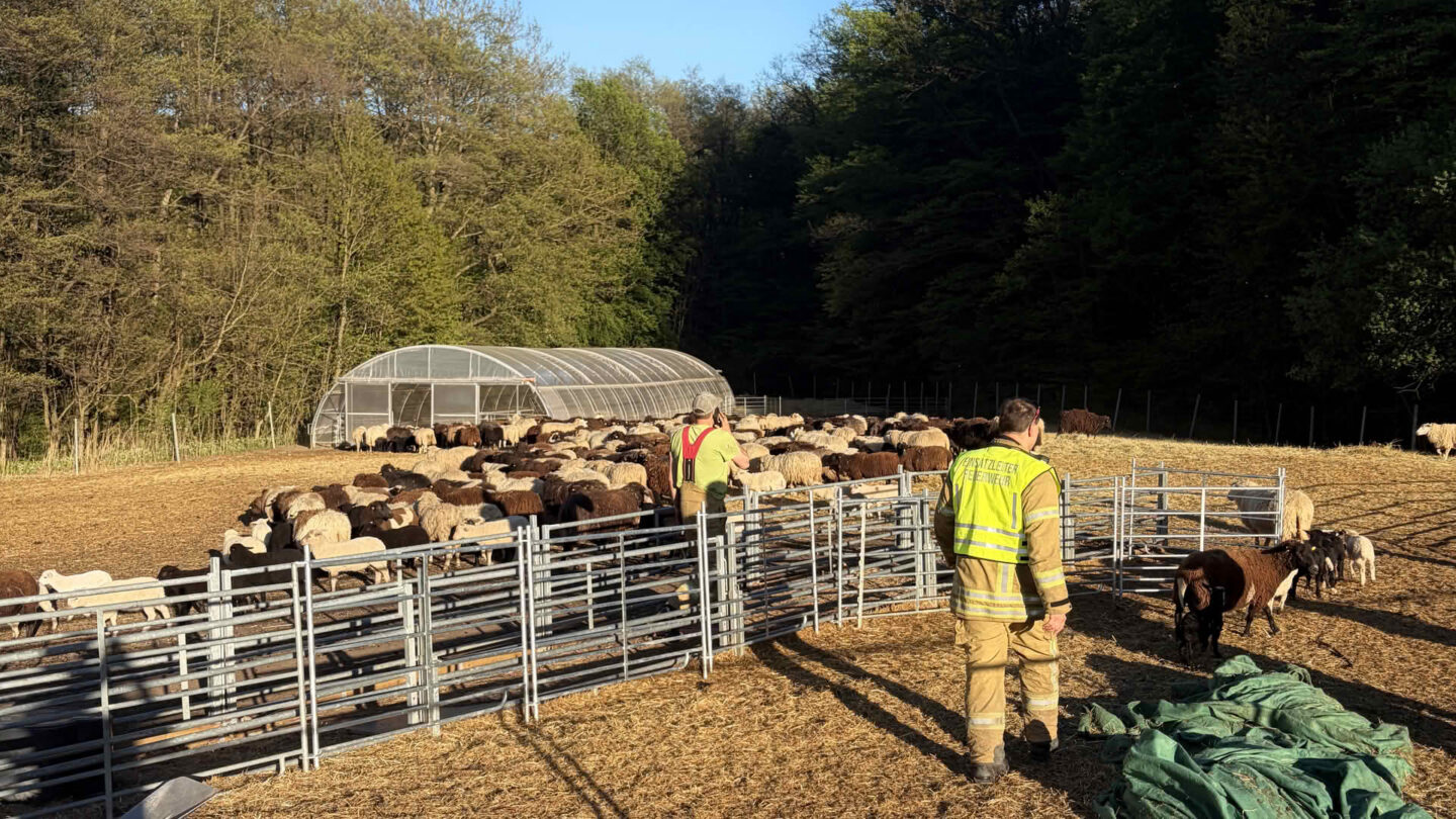 200 Schafe auf Abwegen